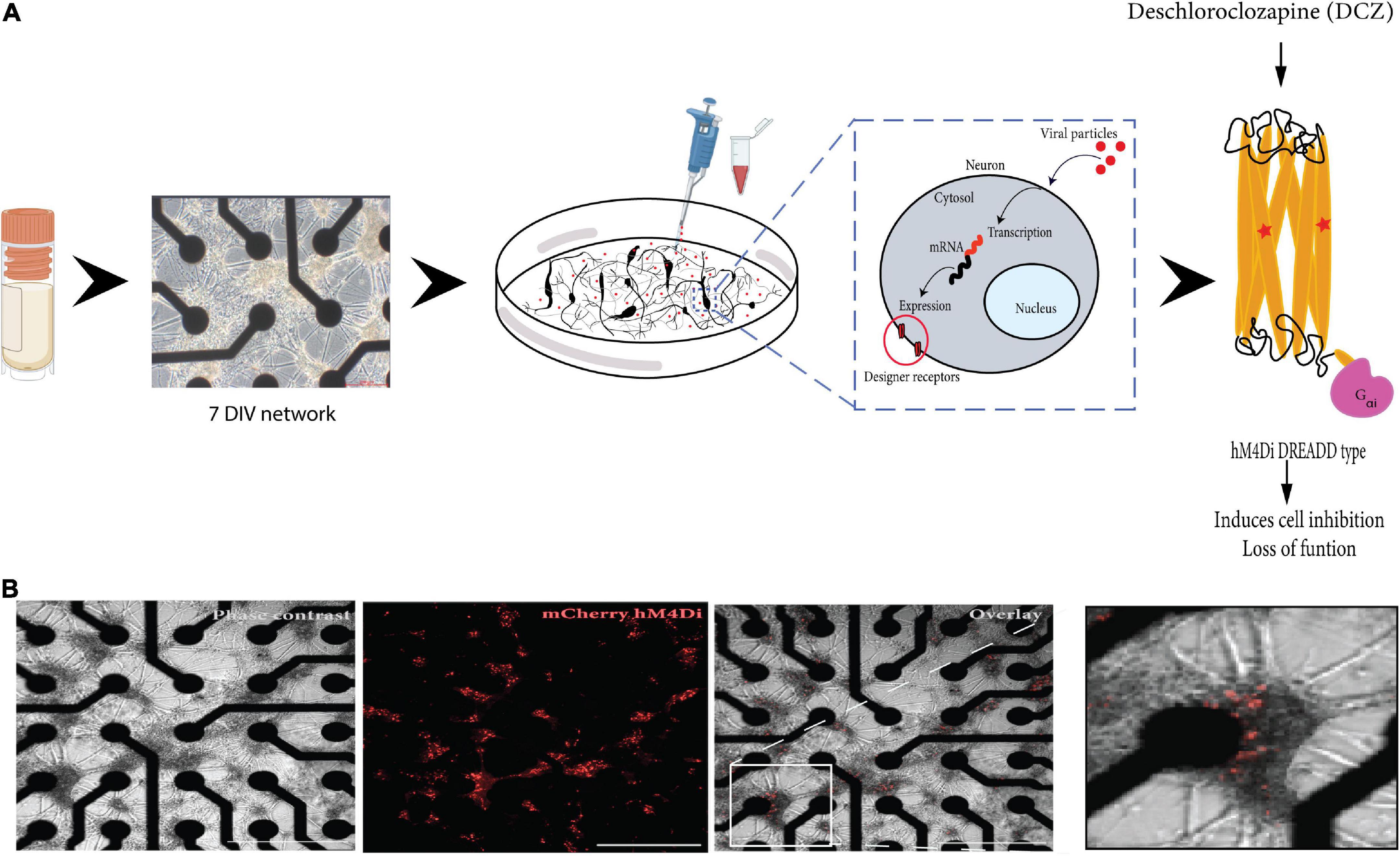 Selective inhibition of excitatory synaptic transmission alters the emergent bursting dynamics of in vitro neural networks